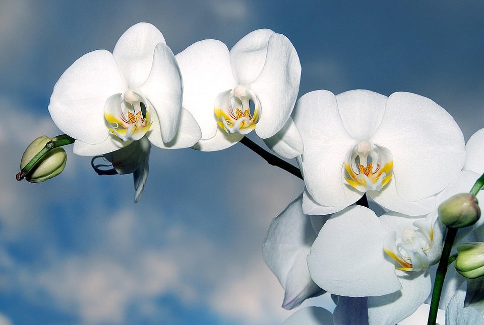 白色兰花white orchid